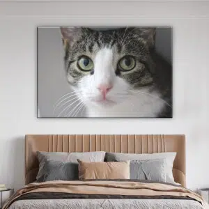 Tableau yeux de chat. Bonne qualité, original, accrochée sur un mur au dessus d'un lit dans un salon
