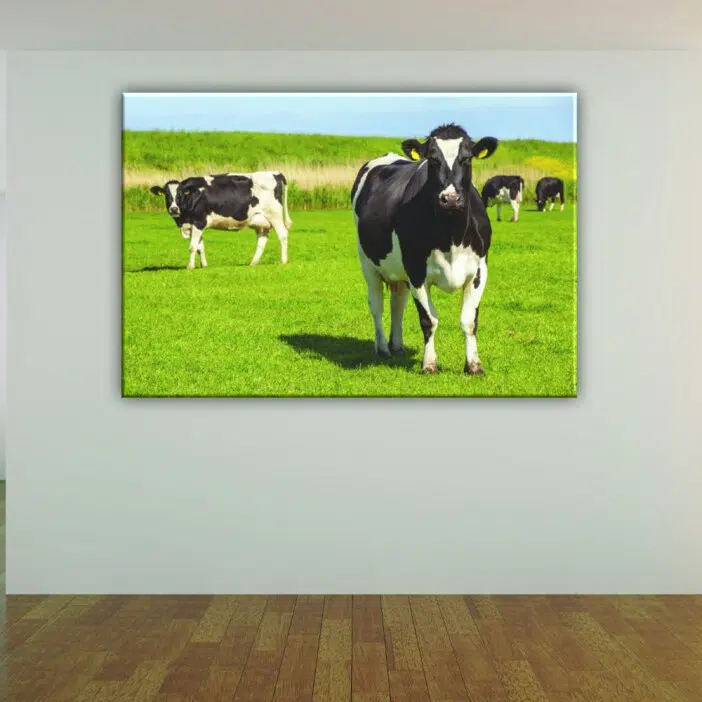 Tableau 4 vaches multicolores. Bonne qualité, original, accrochée sur un mur au-dessus d'un lit dans un salon