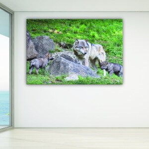 Tableau louve et son louveteau. Bonne qualité, original, accrochée sur un mur dans un salon