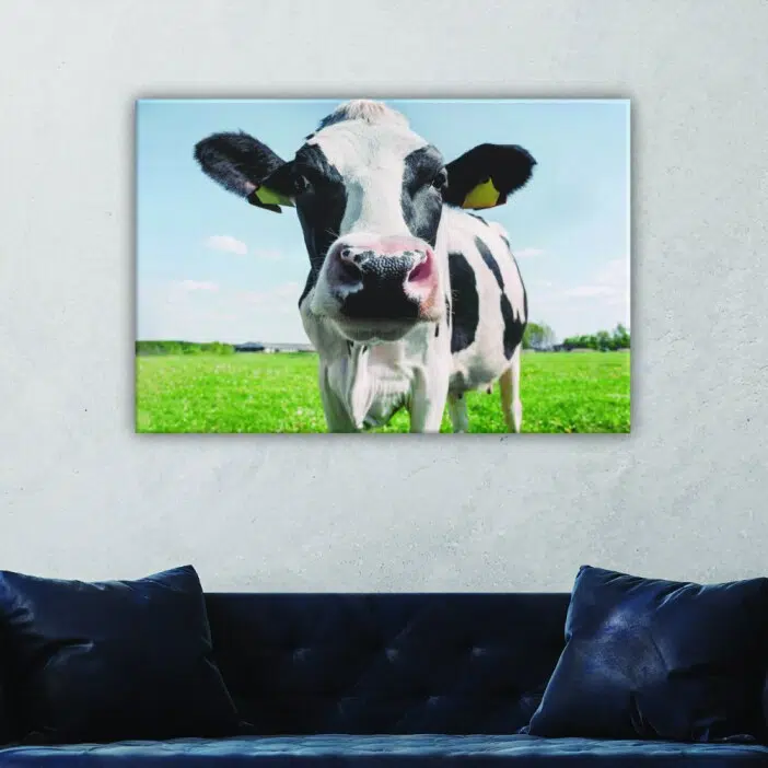 Tableau tête de vache. Bonne qualité, original, accrochée sur un mur au dessus d'un canapé dans un salon