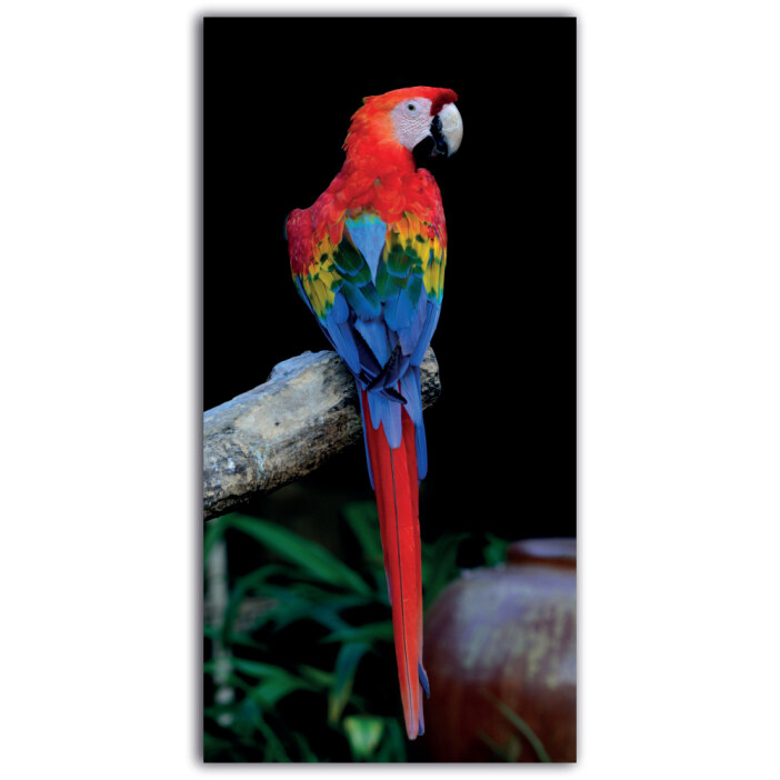 Tableau Ara rouge Tableau Animaux Tableau Oiseau