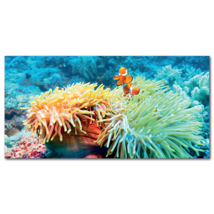 Tableau Poisson de récif dans l’anémone Tableau Animaux Tableau Mer Tableau Nature