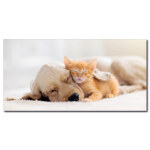Tableau Chat et chien dormant ensemble Tableau Animaux Tableau Chat Tableau Chien