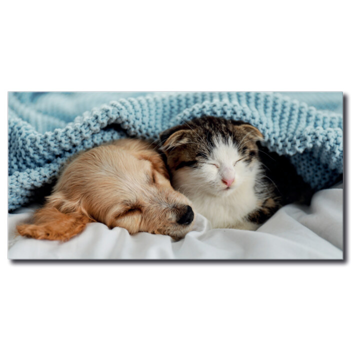 Tableau Chien et chat sous une couverture bleue Tableau Animaux Tableau Chat Tableau Chien