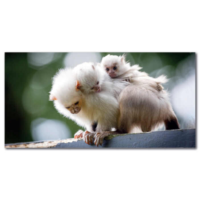 Tableau Maman singe et ses deux bébés Tableau Animaux Tableau Singe