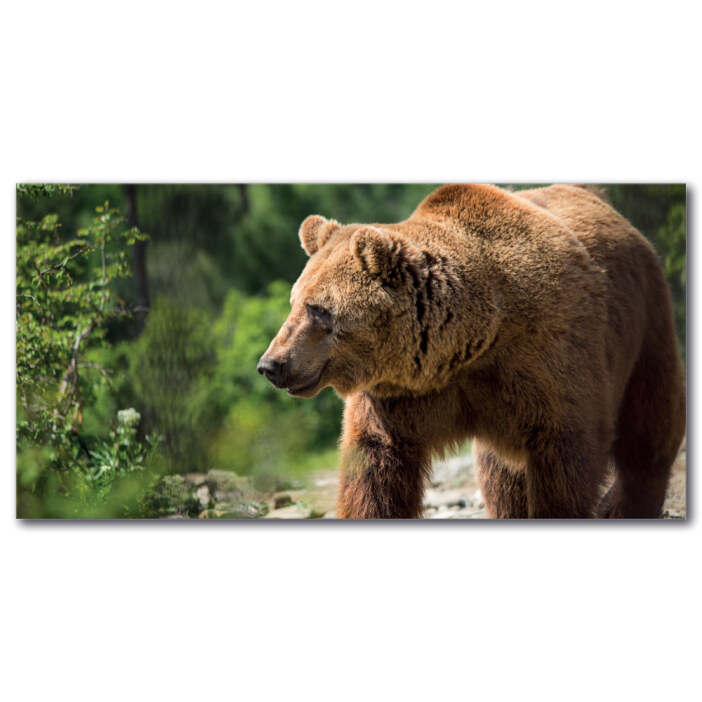 Tableau Ours brun dans la forêt Tableau Animaux Tableau Ours
