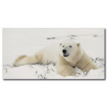 Tableau Ours polaire allongé sur la neige Tableau Animaux Tableau Ours