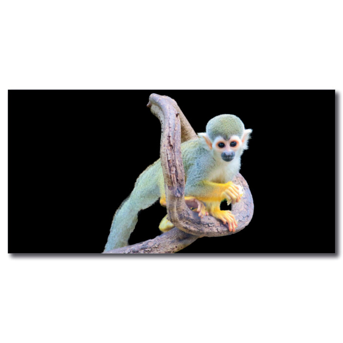 Tableau Singe écureuil Tableau Animaux Tableau Singe