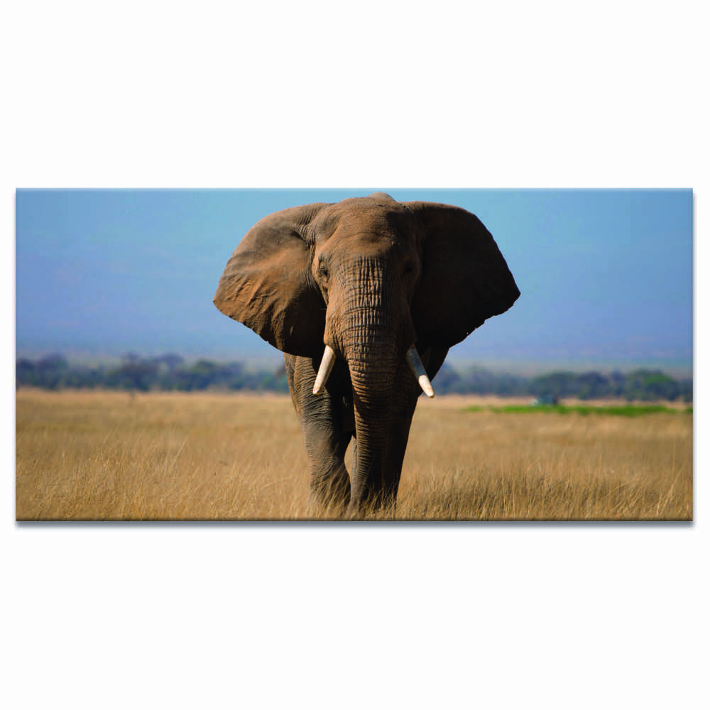 Tableau Magnifique éléphant dans la savane