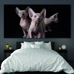 Tableau Bébés chats sphinx. Bonne qualité, original, accrochée sur un mur au dessus d'un lit dans une maison.