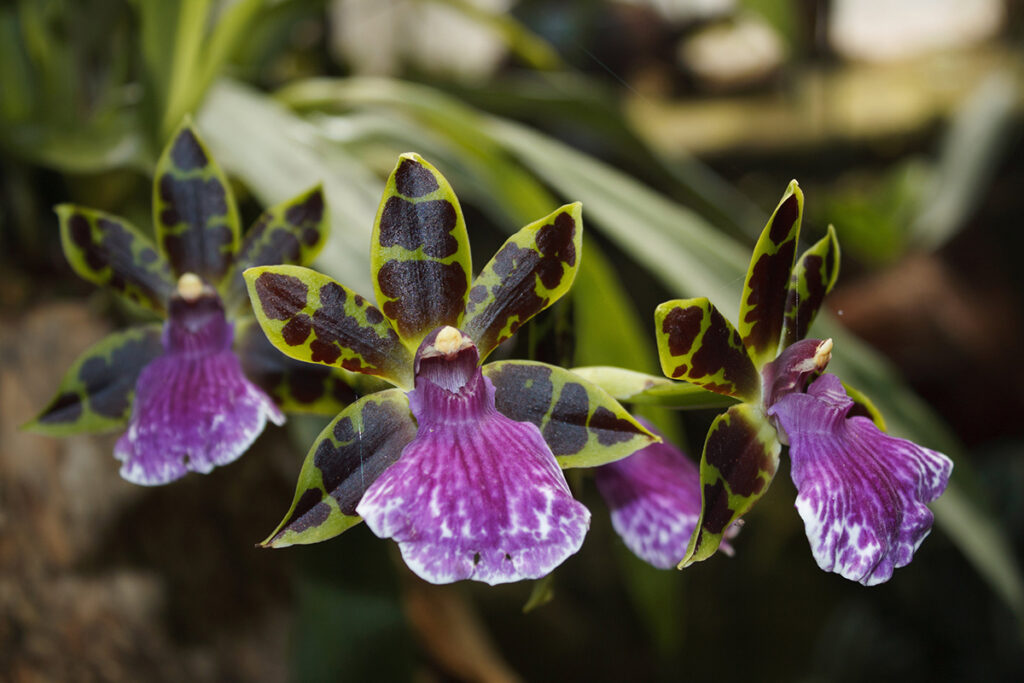 Orchidée zygopetalum parfumée