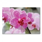 Tableau Orchidées pourpres en fleurs roses Tableau Fleur Tableau Nature taille: XS|S|M|L|XL|XXL