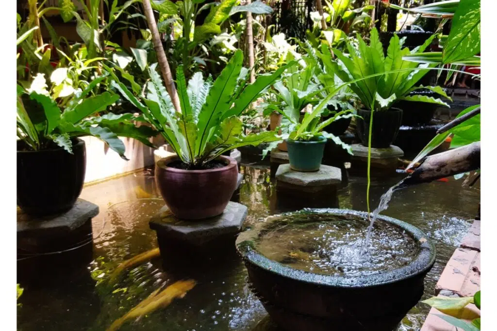 Jardin d'eau traditionnel dans une maison cambodgienne. L'eau et les plantes à grandes feuilles sont utilisées pour donner de la fraîcheur, de l'ombre et du mouvement.