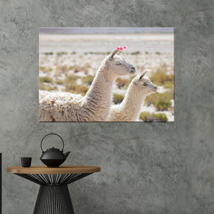Tableau photographie couple de lamas. Bonne qualité, original, accrochée sur un mur au dessus d'une table dans un salon