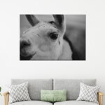 Tableau photographie de lama en noir et blanc. Bonne qualité, original, accrochée sur un mur au dessus d'un canapé dans un salon