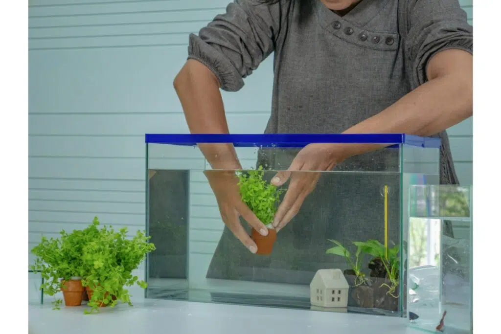 une personne plonge une plante aquatique dans un aquarium plein d'eau. il y a également une maisonette et d'autres petites plantes dans l'aquarium. d'autres plantes aquatiques attendent d'être immergées dans l'eau près de l'aquarium.
