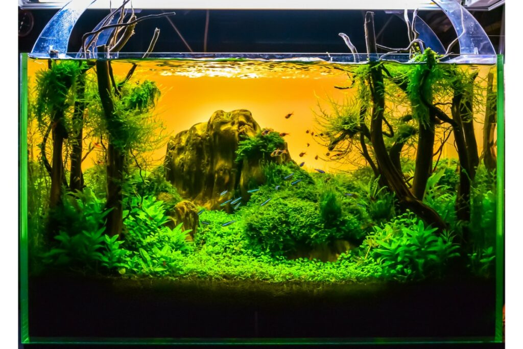 transformer un aquarium en objet déco