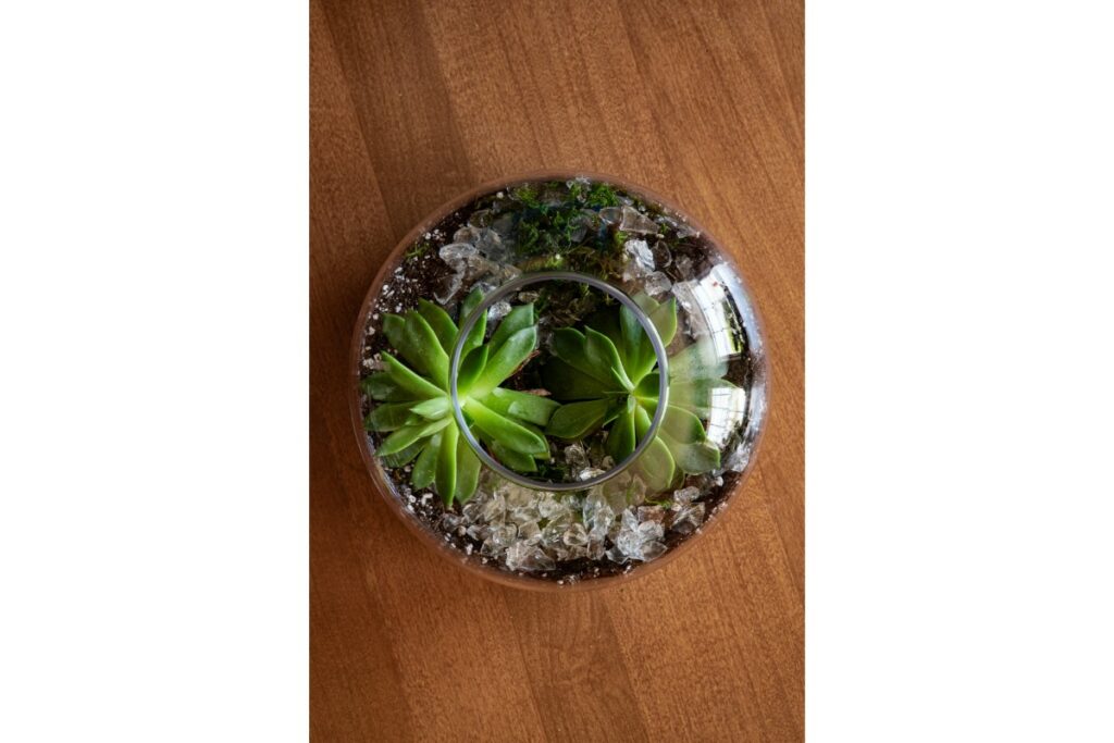 Une vue grand angle d'une plante d'intérieur dans un vase en verre sur la table sous les lumières