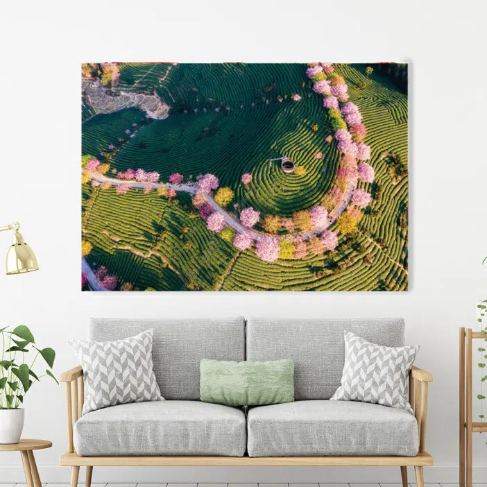 Tableau Chine vue aérienne d'un jardin à thé traditionnel et cerisiers en fleurs