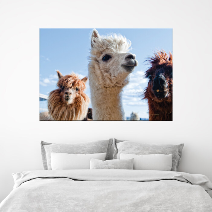 Tableau photographie de 3 lamas. Bonne qualité, original, accrochée sur un mur au dessus d'un lit dans une maison